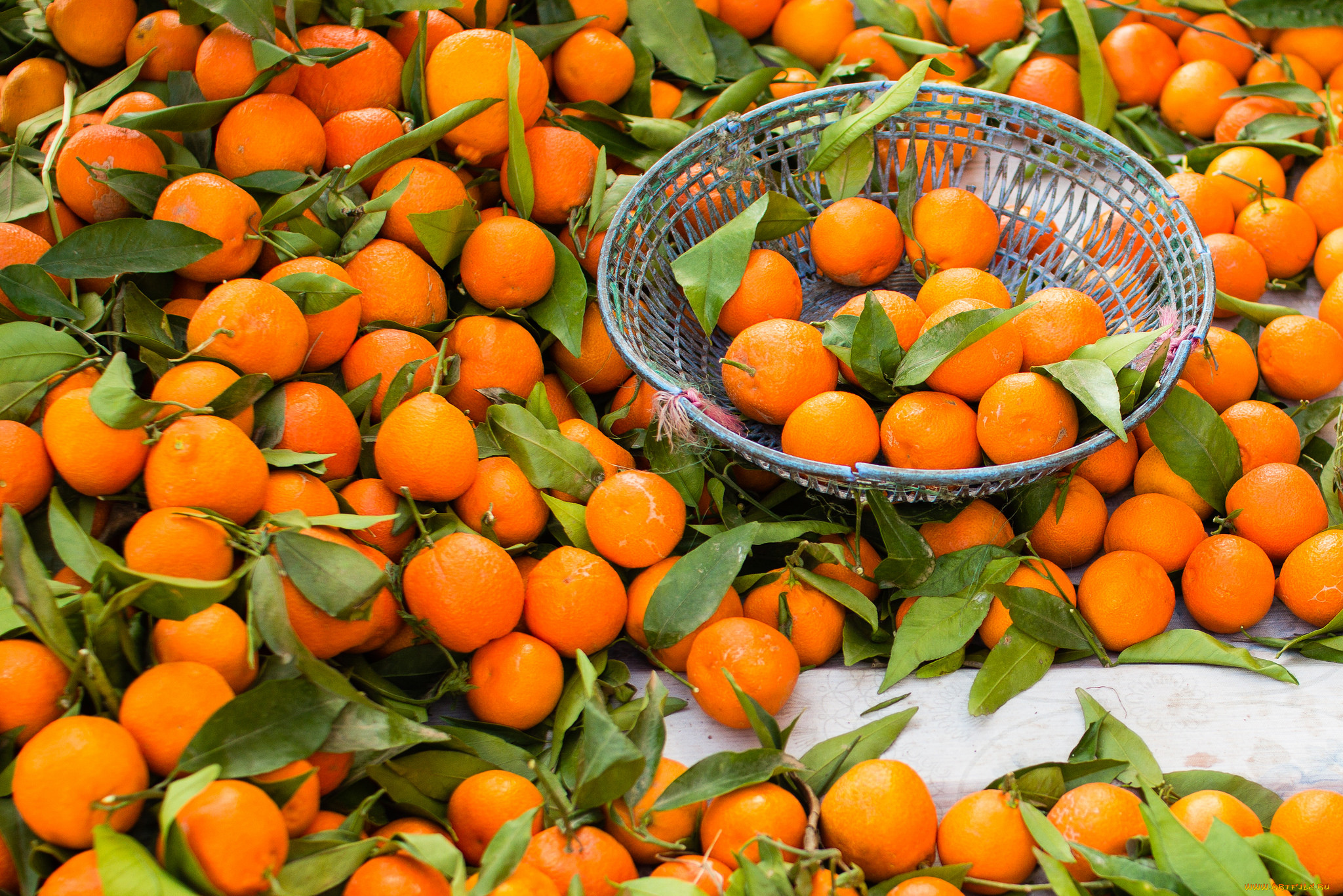 Среди мандаринов. Мандарины Пакистан 1кг. Мандарины Марокко. Мандарины много. Апельсин.